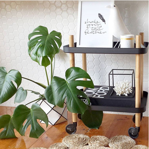 Shake Your Tail Feather